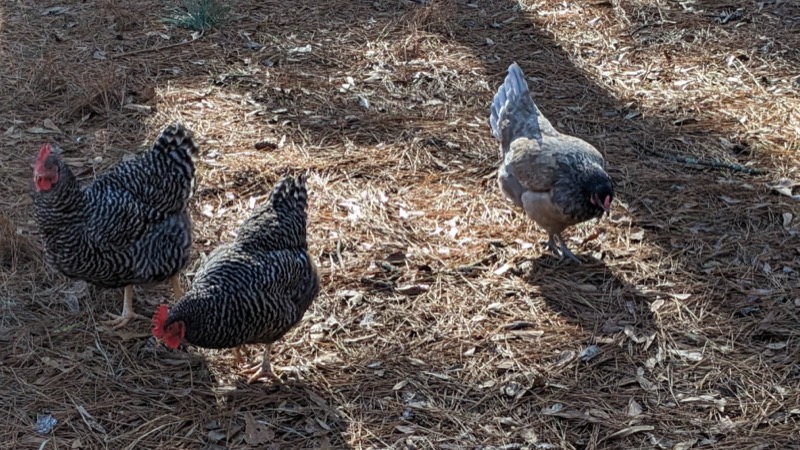 Chickens getting back to work in the Piney Woods Chickens getting back to work in the Piney Woods