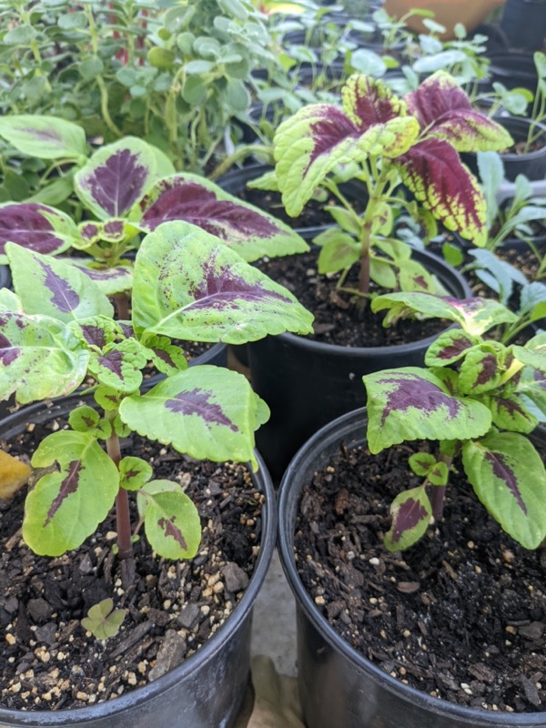 Coleus starts