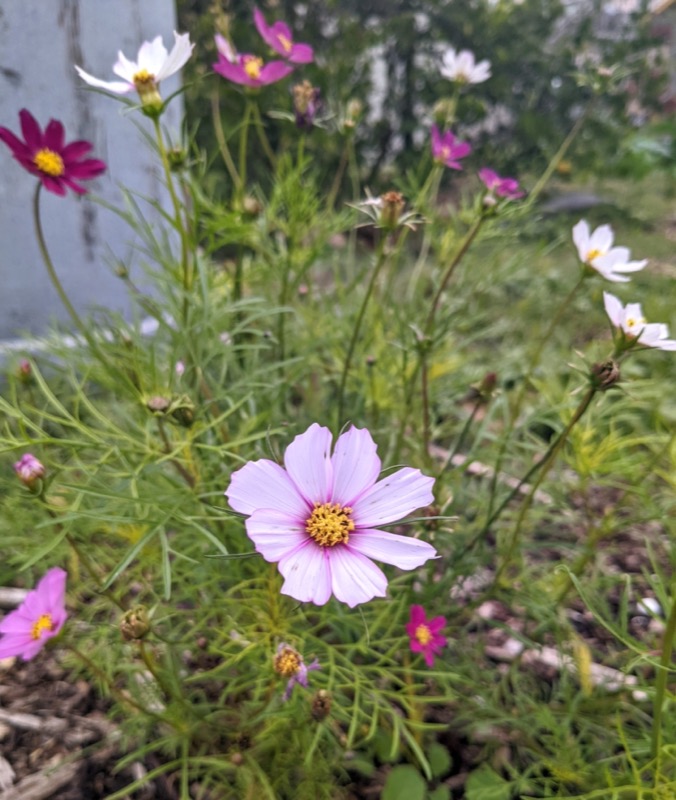Cosmos from seed this winter season setting in blooms, NOLA, Winter 2022
