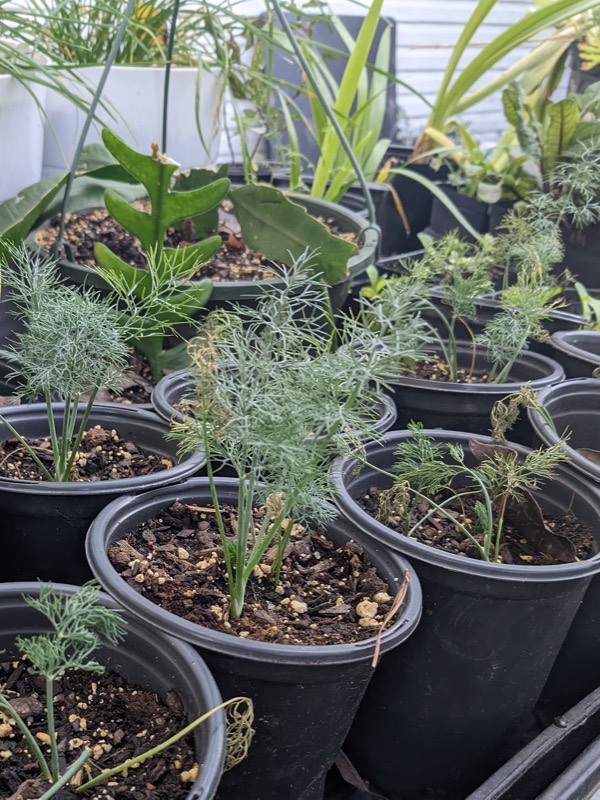 Dill starts Dill starts