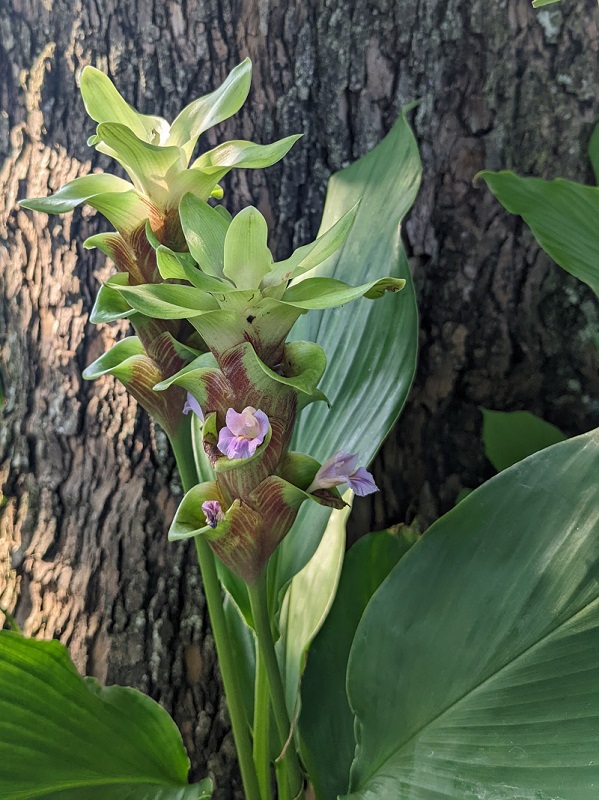 Flowering Turmeric, NOLA, Summer 2022 Flowering Turmeric, NOLA, Summer 2022