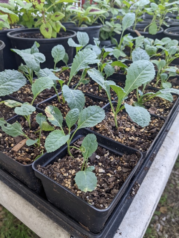 Tuscan Kale starts Tuscan Kale starts