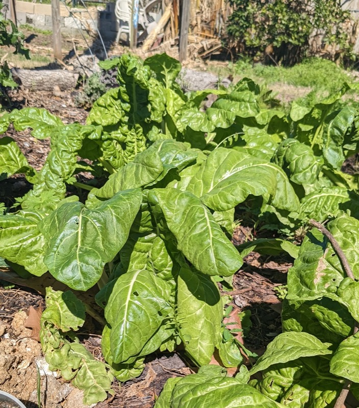 The CSA will resume in March after improvements at the garden are complete, can't wait!