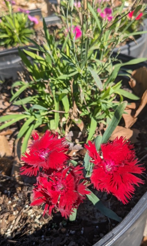 Little red friends at Ferry Place
