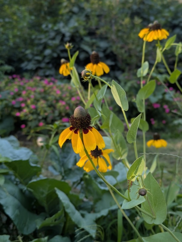 Rudbeckia Coneflowers!