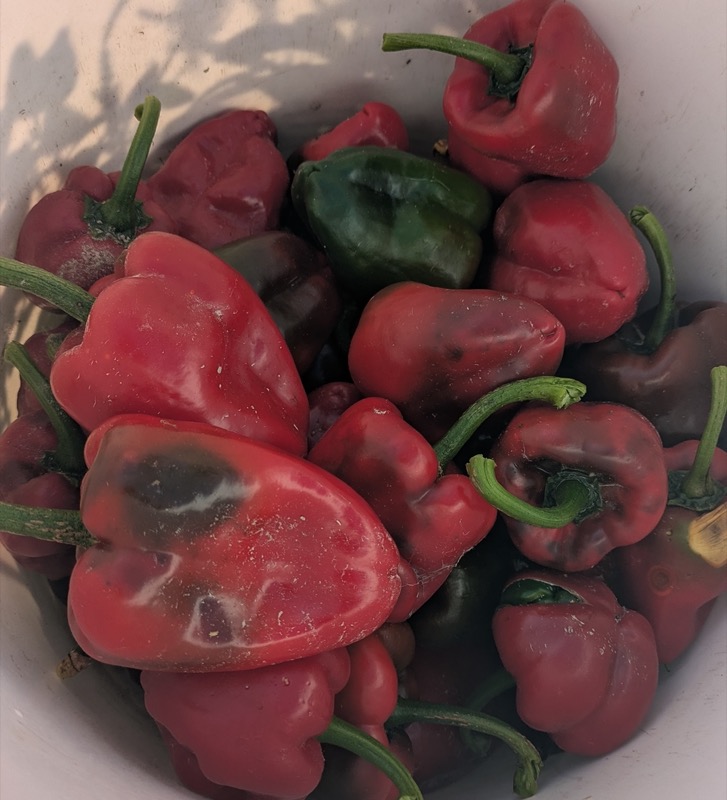 Fresh picked ripe & red poblano peppers